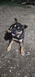 Found/Stray Male Dog last seen Pine island, Pine Island, TX 77445