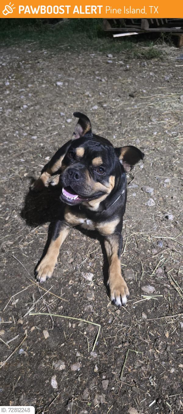Found/Stray Male Dog last seen Pine island, Pine Island, TX 77445