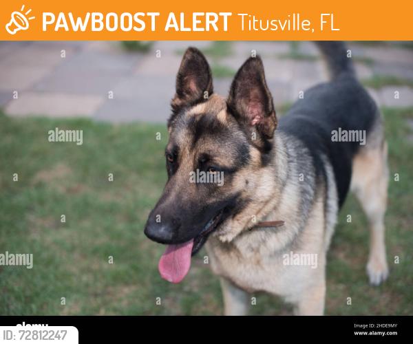 Found/Stray Unknown Dog last seen Knox Mcrae and Mt. Vernon, , Titusville, FL 32780