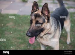Found/Stray Unknown Dog last seen Knox Mcrae and Mt. Vernon, , Titusville, FL 32780