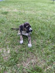 Found/Stray Male Dog last seen FM326 and Old Ewing, Lufkin, TX 75901