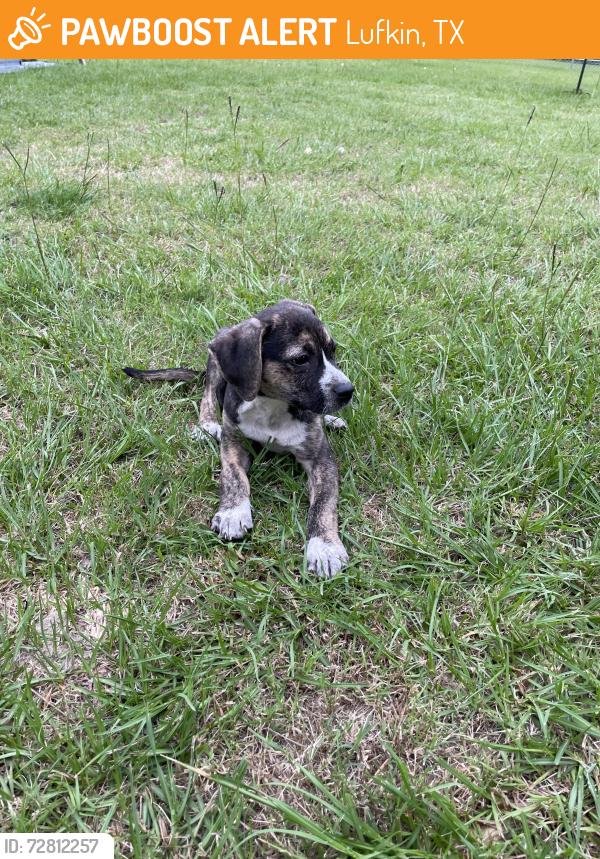 Found/Stray Male Dog last seen FM326 and Old Ewing, Lufkin, TX 75901