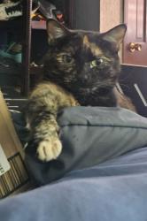 Lost Female Cat last seen William Southern elementary -phelps rd, Independence, MO 64055