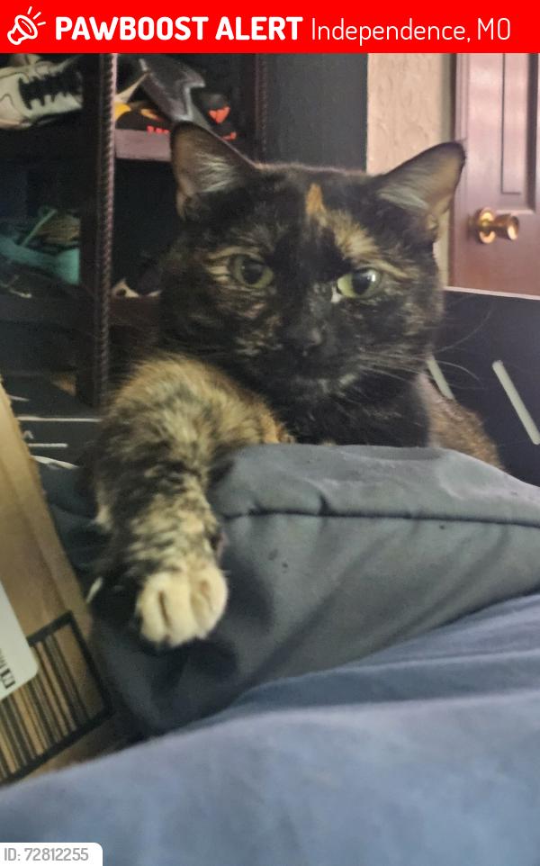 Lost Female Cat last seen William Southern elementary -phelps rd, Independence, MO 64055