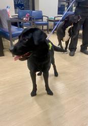 Found/Stray Female Dog last seen E 69th Street and Stony Island Avenue, Chicago, IL 60649
