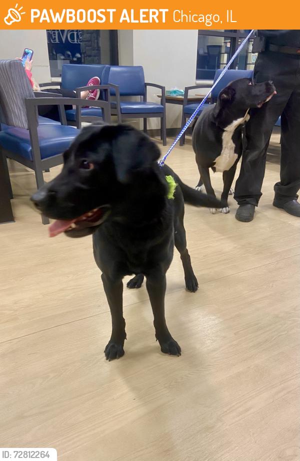 Found/Stray Female Dog last seen E 69th Street and Stony Island Avenue, Chicago, IL 60649