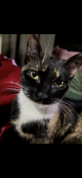 Lost Female Cat last seen At  , Gaston, SC 29053