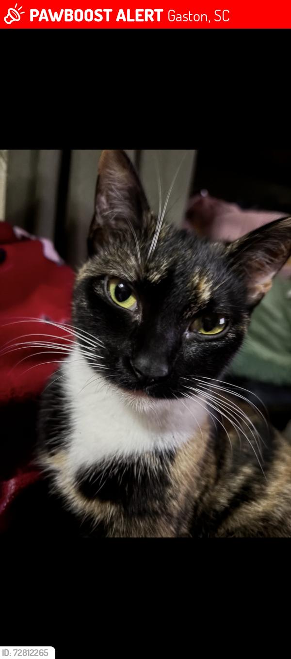 Lost Female Cat last seen At  , Gaston, SC 29053