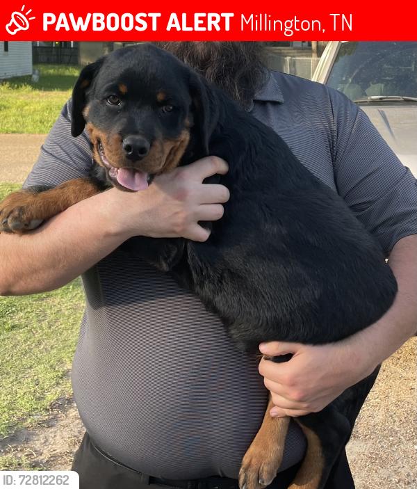 Lost Male Dog last seen Raleigh Millington Rd, Millington, TN 38053