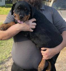 Lost Male Dog last seen Raleigh Millington Rd, Millington, TN 38053