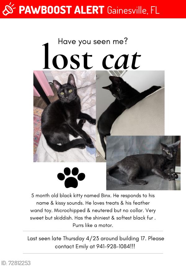Lost Male Cat last seen The Polos Building 17 , Gainesville, FL 32608