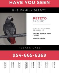 Lost Female Bird last seen North Miami , North Miami, FL 33161