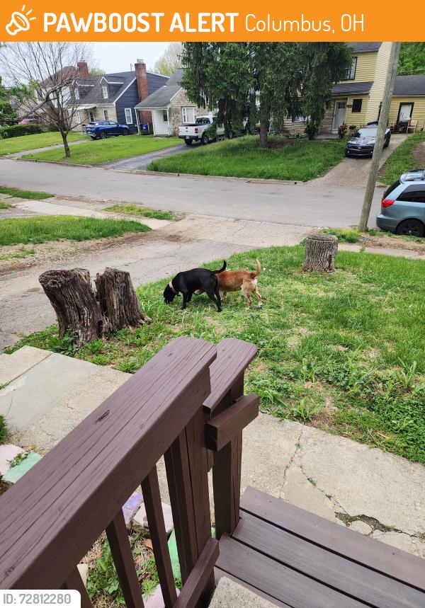 Found/Stray Male Other last seen Vanderberg avenue , Columbus, OH 43204