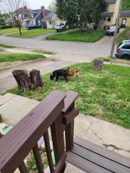 Found/Stray Male Other last seen Vanderberg avenue , Columbus, OH 43204