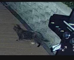 Found/Stray Female Cat last seen Andersen dog park in Glenville NY, Schenectady, NY 12302