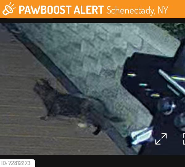 Found/Stray Female Cat last seen Andersen dog park in Glenville NY, Schenectady, NY 12302