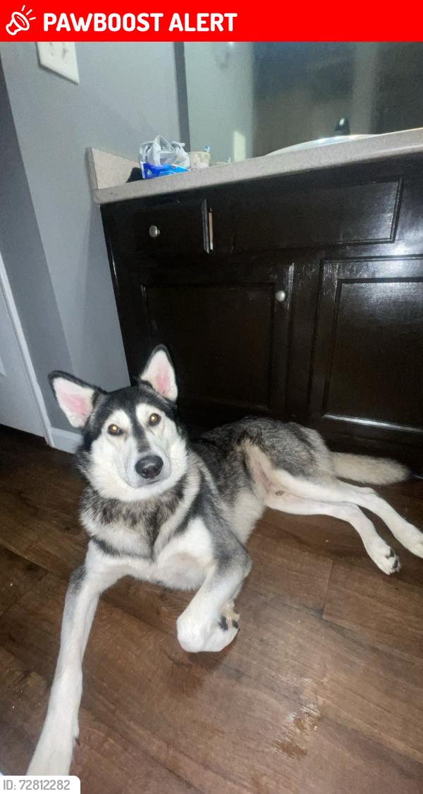 Lost Male Dog last seen harmony church rd, Harmony Church Rd, GA 30575