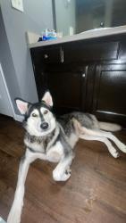 Lost Male Dog last seen harmony church rd, Harmony Church Rd, GA 30575