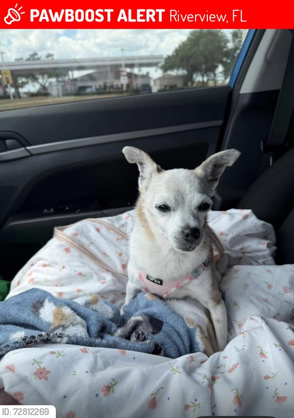 Lost Female Dog last seen Near Castleton hollow rd, Riverview, FL 33578