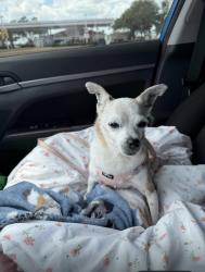Lost Female Dog last seen Near Castleton hollow rd, Riverview, FL 33578