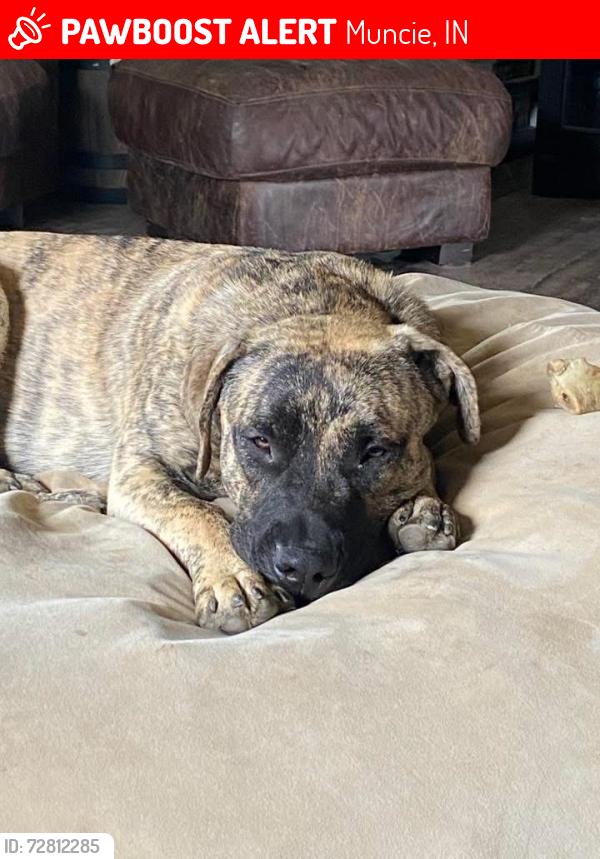 Lost Male Dog last seen Left  from Center Rd in Cowan, Muncie, IN 47302