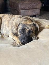 Lost Male Dog last seen Left  from Center Rd in Cowan, Muncie, IN 47302