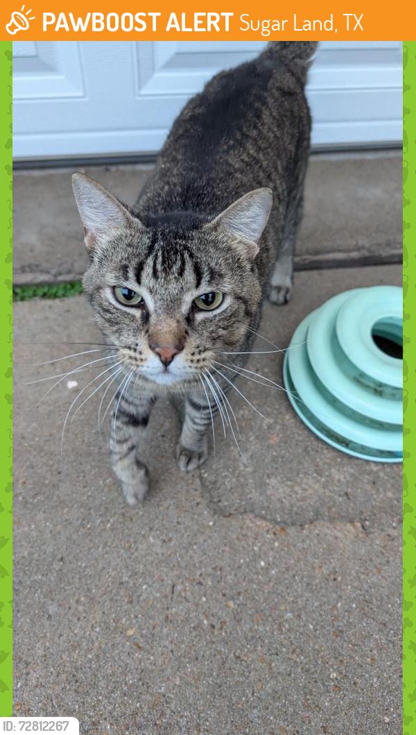 Found/Stray Male Cat last seen Sage Brush, Sugar Land, TX 77479