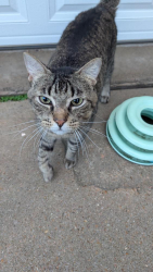 Found/Stray Male Cat last seen Sage Brush, Sugar Land, TX 77479