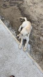 Found/Stray Female Dog last seen Near NE Wooded Path, north Kansas city, North Kansas City, MO 64116