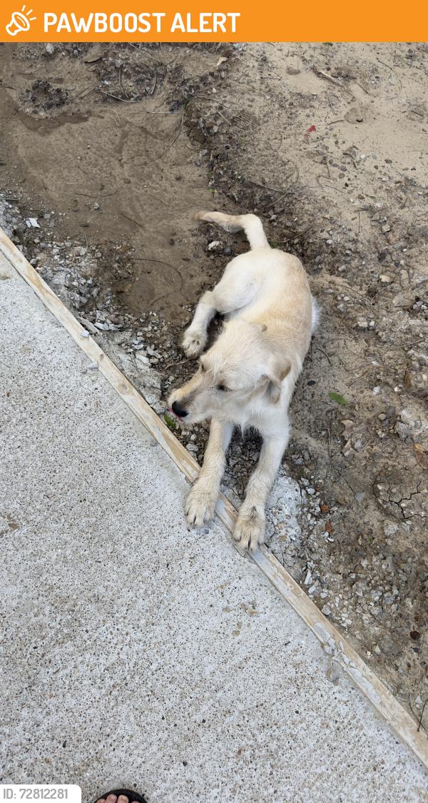Found/Stray Female Dog last seen Near NE Wooded Path, north Kansas city, North Kansas City, MO 64116