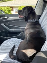 Found/Stray Female Dog last seen Riverside Drive & Shoup Mill Road, Dayton, OH 45402