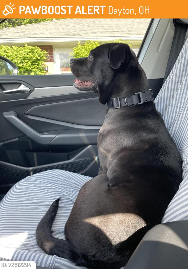 Found/Stray Female Dog last seen Riverside Drive & Shoup Mill Road, Dayton, OH 45402