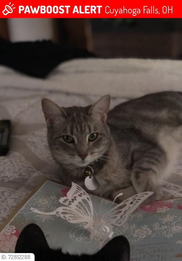 Lost Female Cat last seen Grant ave, Cuyahoga Falls, OH 44223