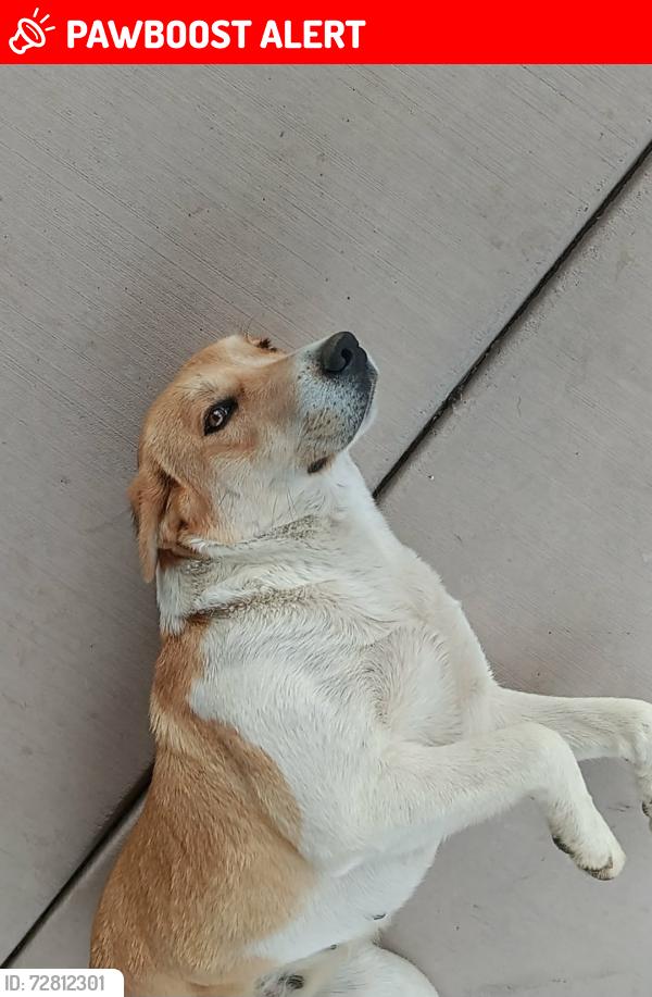 Lost Female Dog last seen Hwy 78, Givens Hot Springs, ID 83641