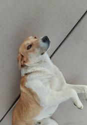 Lost Female Dog last seen Hwy 78, Givens Hot Springs, ID 83641