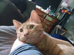 Lost Male Cat last seen Laurel Dr and Azalea Ave, Adamsville, TN 38310