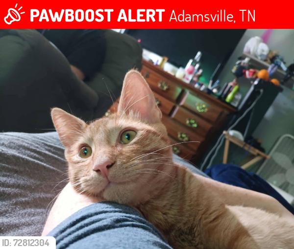 Lost Male Cat last seen Laurel Dr and Azalea Ave, Adamsville, TN 38310