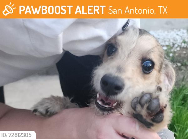 Found/Stray Male Dog last seen Near St. Mary's Catholic cemetery , San Antonio, TX 78203