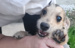 Found/Stray Male Dog last seen Near St. Mary's Catholic cemetery , San Antonio, TX 78203