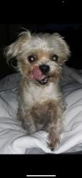Lost Unknown Dog last seen Near South Plymouth Rd NW/Meridian St near MLK  elementary , Huntsville, AL 35811