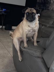 Lost Male Dog last seen NE 328th st , Homestead, FL 33033