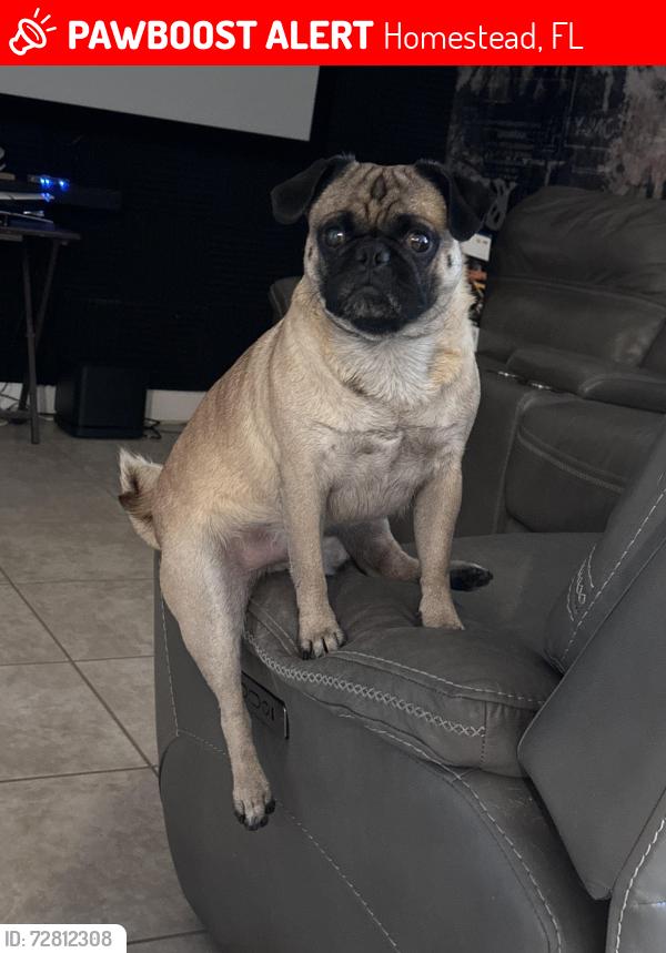 Lost Male Dog last seen NE 328th st , Homestead, FL 33033