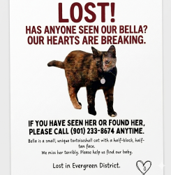 Lost Female Cat last seen Galloway and Avalon , Memphis, TN 38112