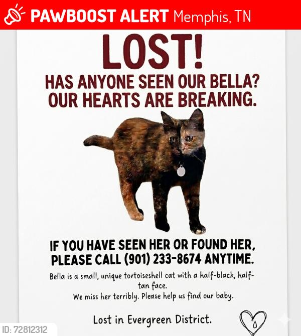 Lost Female Cat last seen Galloway and Avalon , Memphis, TN 38112