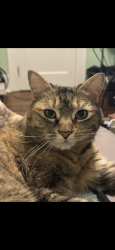 Lost Female Cat last seen Stop sign at S Mcdonough St and W Dougherty St, Decatur, GA 30030