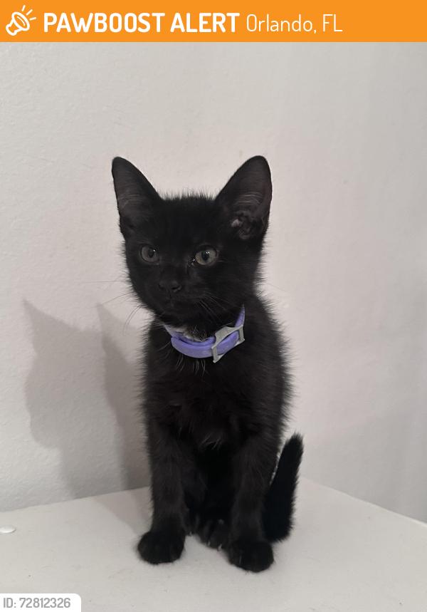 Found/Stray Unknown Cat last seen Silver Star Road - Mister Car Wash / Taco Bell, Orlando, FL 32808