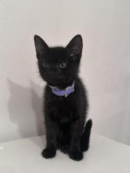 Found/Stray Unknown Cat last seen Silver Star Road - Mister Car Wash / Taco Bell, Orlando, FL 32808