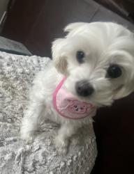 Lost Female Dog last seen kobetitch library, Tacoma, WA 98422