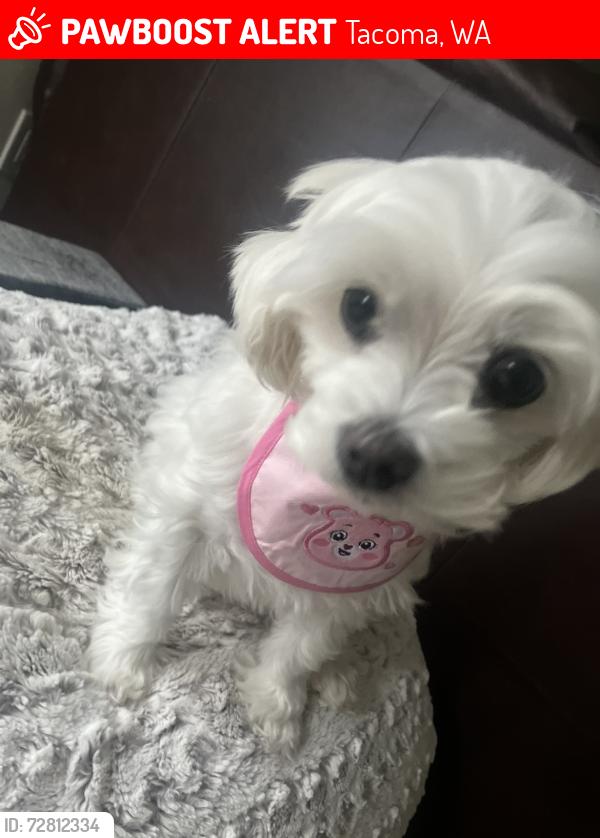 Lost Female Dog last seen kobetitch library, Tacoma, WA 98422