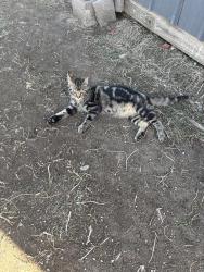 Lost Male Cat last seen Keenesburg, Keenesburg, CO 80643